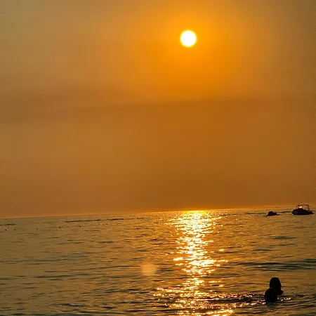 Sole Sole